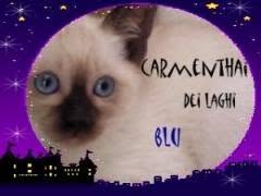 thai dei laghi blu, Roma orari di apertura