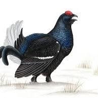 Manor's Hunter, Suzzara orari di apertura