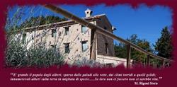 Agriturismo L'ALBORETO SALVATICO, Serra San Quirico orari di apertura