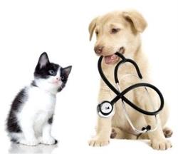 Veterinaria Cetego, Roma orari di apertura