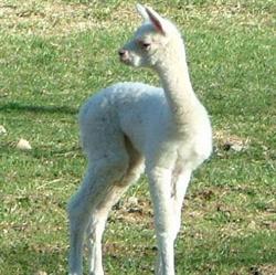 La Riva degli Alpaca Cin IT012052C15LQWMI6U, Clivio orari di apertura