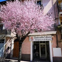 Bimbi Sotto L'Albero, Celano orari di apertura