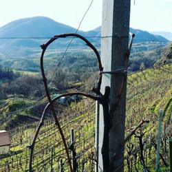 Riva dei Tor Societa' Agricola, Miane orari di apertura
