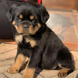 Allevamento Rottweiler Dell'Iride Nera Trevignano, Musano - Orari di apertura