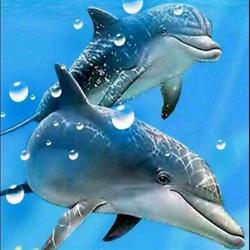 Pescheria Il Delfino di Riccobene Salvatore, Trapani orari di apertura