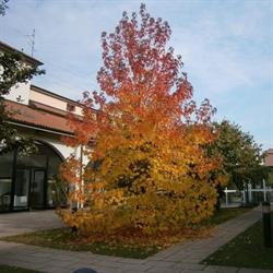R.S.D. La Parolina, Cernusco sul Naviglio orari di apertura