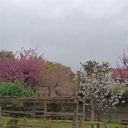 Giardino dell'Orchidea, Ceriale orari di apertura