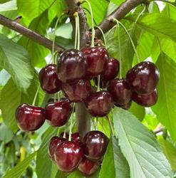 L'Eden Frutta e Verdura, Pontecagnano Faiano orari di apertura