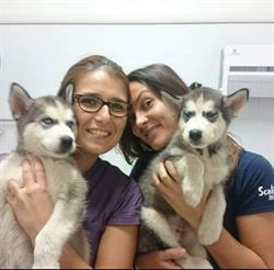 Ambulatorio Veterinario Circe Vet, San Felice Circeo orari di apertura