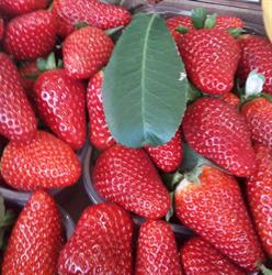 La Casetta dell'Ortofrutta, Formia orari di apertura