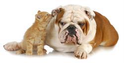Carlos Toelettatura, Sant'Antonio Abate orari di apertura