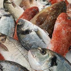 Pescheria Sant'Oronzo, Turi orari di apertura