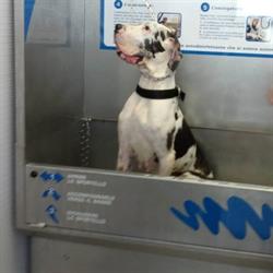 Wash Dog, Civitavecchia orari di apertura