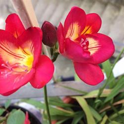 Lavanderia La Primavera, Altofonte orari di apertura