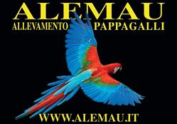 Allevamento di Pappagalli Alemau, Ardea orari di apertura