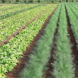 Azienda Agricola Mazzi Silvia, Valeggio sul Mincio orari di apertura