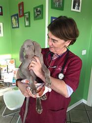 Ambulatorio Veterinario (Dr.ssa Gabriella Ferrari), Liscate orari di apertura