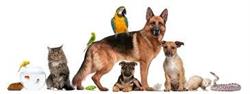 Dr. Claudio Gagliardi Ambulatorio Veterinario, Squillace lido orari di apertura