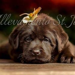 Allevamento St. John Labrador Retriever, Misinto orari di apertura