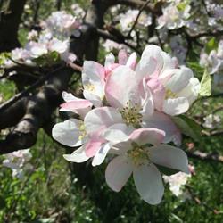 Agriturismo 'Il Melo' di Francesca Chinca, Fivizzano orari di apertura