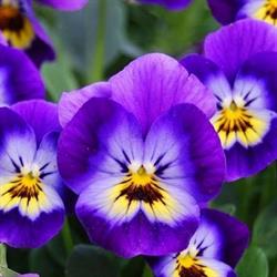 B&B La Casa di Violetta, Curinga orari di apertura