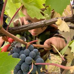 Società agricola Prato di sotto, Fontanelice orari di apertura