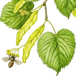 Erboristeria SA.NA., Serina orari di apertura