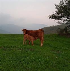 Azienda agricola Mochi, Piobbico orari di apertura
