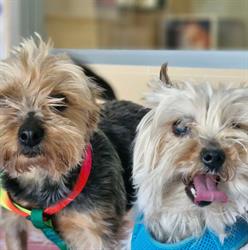 Ambulatorio veterinario dott.ssa Cammarota Donatella, Roccadaspide orari di apertura