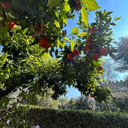 Il Giardino Di Giulia E Fratelli, Roma orari di apertura