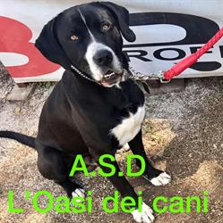 L'oasi dei cani, Roma orari di apertura