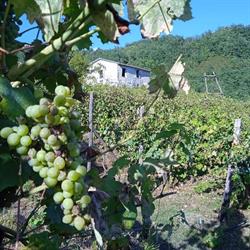 Azienda Agricola Chiappara Fabio, Neirone orari di apertura