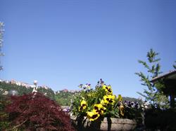 Bed and Breakfast Casa Rosella - Country House, Bellegra orari di apertura