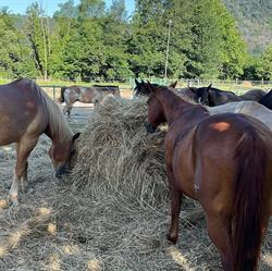Asd Star's Ranch, Torreglia orari di apertura
