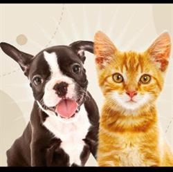 PET SHOP Torre del Greco, orari di apertura