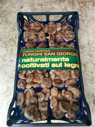 Funghi San Giorgio Due Carrare, Carrara San Giorgio - Orari di apertura