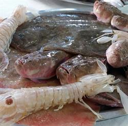 Ristorante Pizzeria Florio, Francavilla al Mare orari di apertura