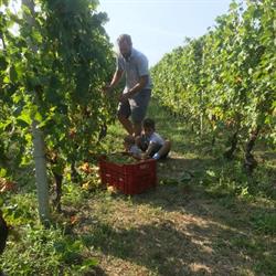 Langa Wine Tour, Castagnole delle Lanze orari di apertura