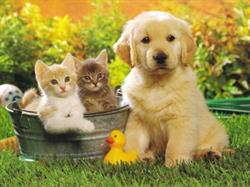 Clinica Veterinaria Federico I, Senigallia orari di apertura