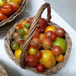 Azienda Agricola Mercuri Francesca, Montelparo orari di apertura