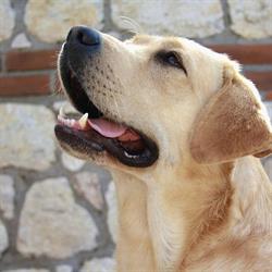Allevamento Labrador Retriever "Tesori dei Berici", Campiglia dei Berici orari di apertura