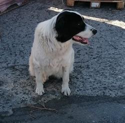 Equivet, Fiumefreddo di Sicilia orari di apertura