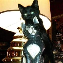 Taverna del Gatto Nero, Sagrado orari di apertura