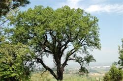la cana dolce, Bertinoro orari di apertura