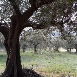 La Bottega della Terra, Fano orari di apertura