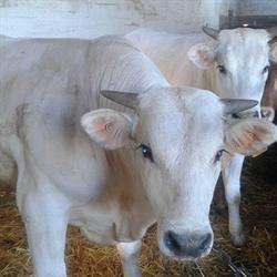 Azienda Agricola Roberto Romagnoli, Montespertoli orari di apertura