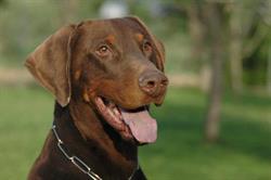 Allevamento Delloronero Kennel Camaiore, Capezzano Pianore - Orari di apertura