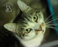 Rifugio del Gatto E.N.P.A., Modena orari di apertura