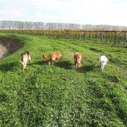 Centro Cinofilo La Margherita, Ceggia orari di apertura