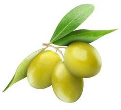 Azienda Agricola Gambino Vaccarino "OLIO EXTRAVERGINE GAMBINO", San Cipirello orari di apertura